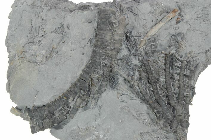 Fossil Crinoid (Histocrinus) - Monroe County, Indiana #231988